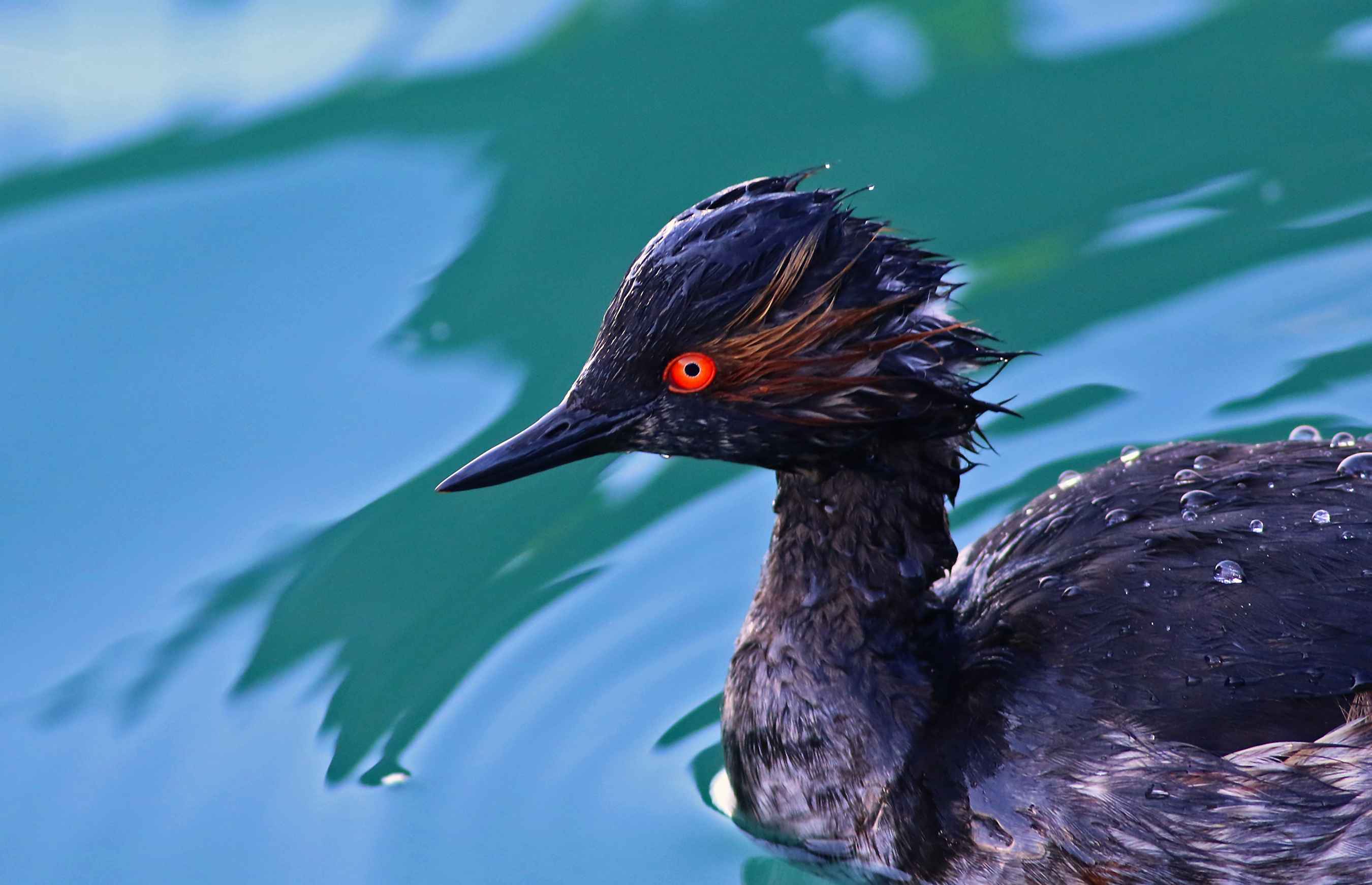 Eared Grebe
